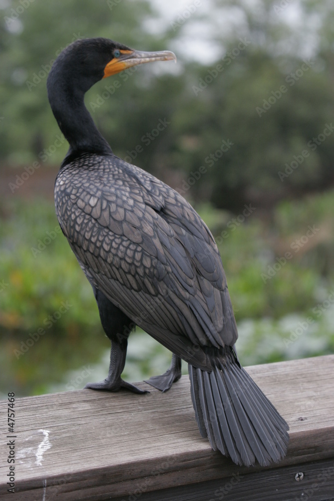 Fototapeta premium FLORIDA WILDLIFE BIRDS