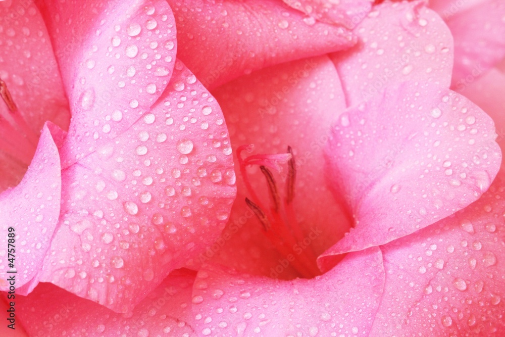 gladiolus close-up