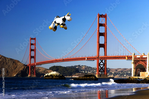 cow over the golden gate