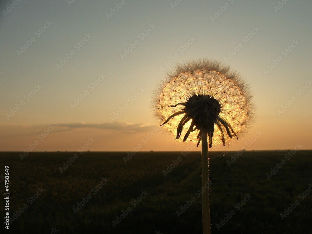  dandelion in sunset