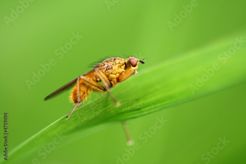 Close-up of fly - Scatophaga stercoraria