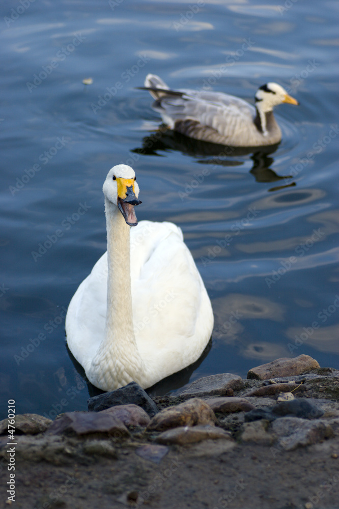 Fototapeta premium Arguing swan and duck