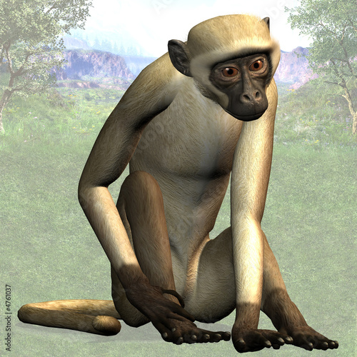 Schilderij op canvas Monkey 05
