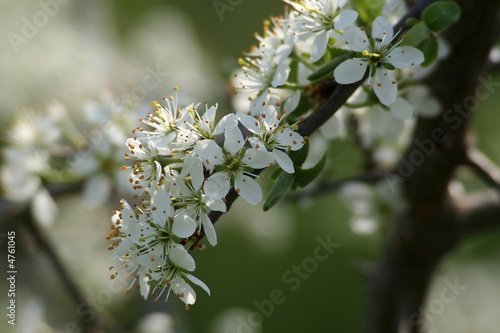 flowering Branch
