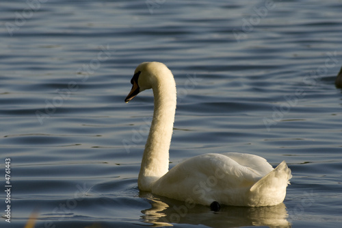 Swan 5