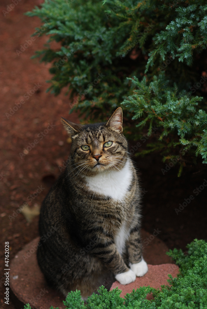 King Of The Backyard Jungle