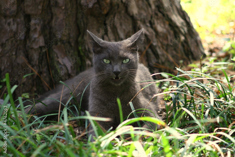 Angry Cat Ready to Pounce