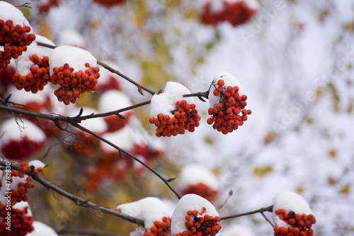 Obraz na płótnie mountain ash in winter