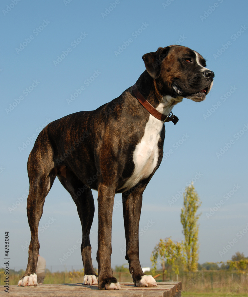 boxer boxer