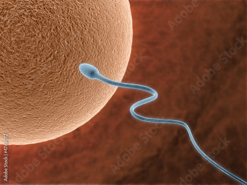 The sperm and ovum, concept  of life photo