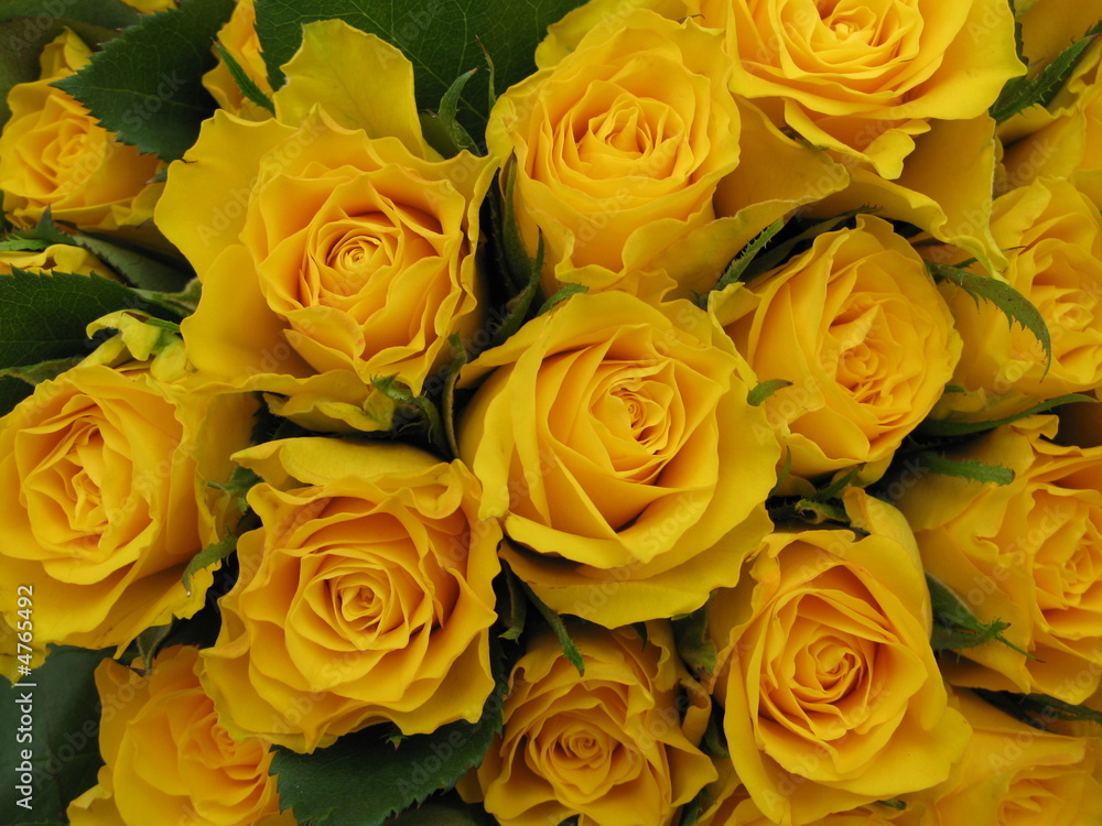 Naklejka premium roses jaune