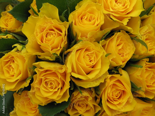 roses jaune