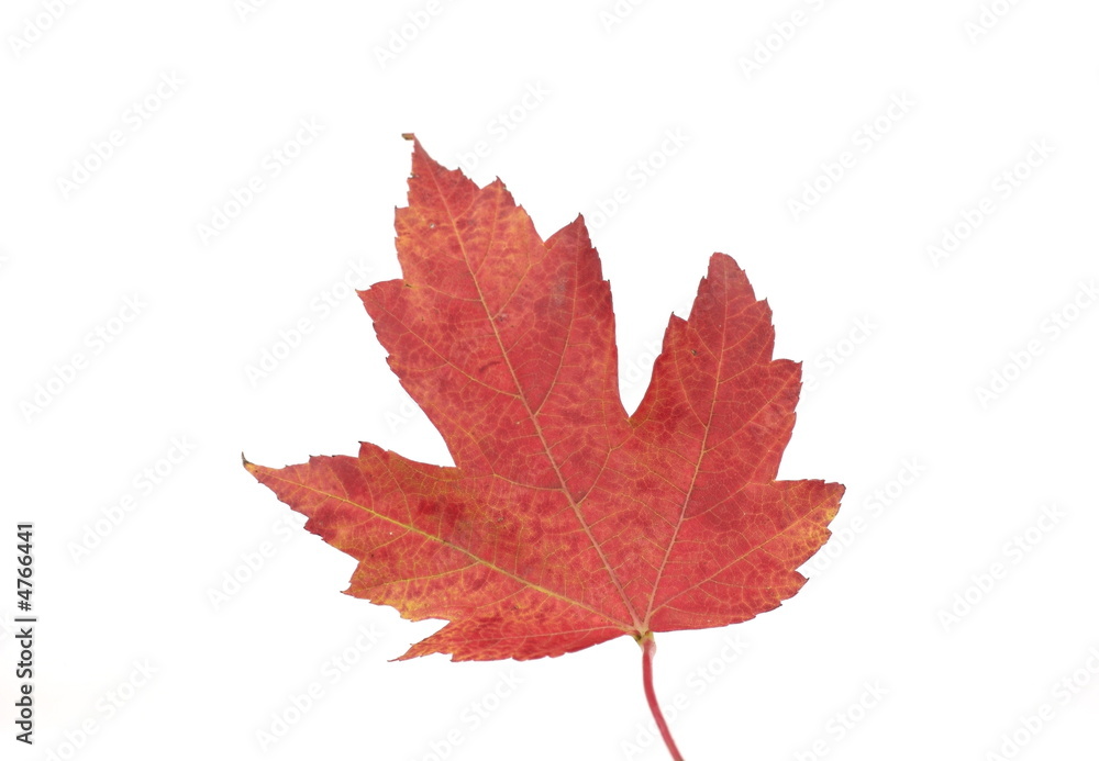 Maple Leaf Maple Leaf