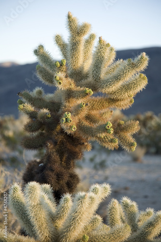 Cholla DO NOT TOUCH