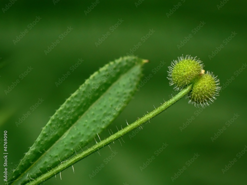 plant plant