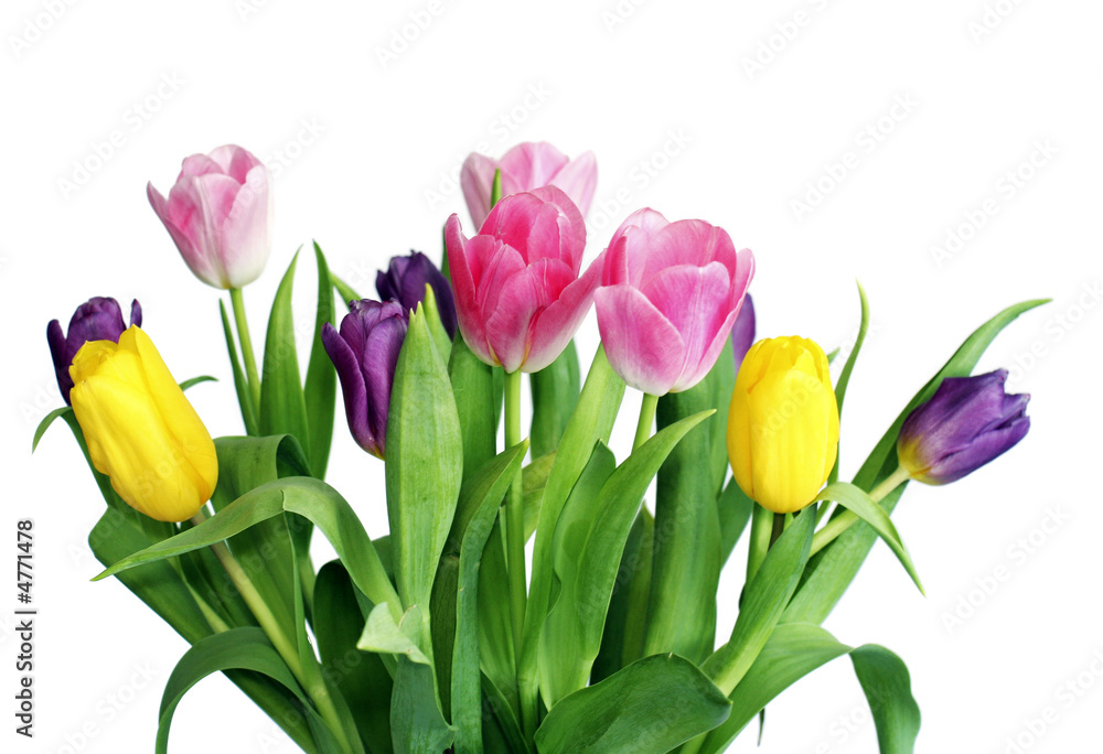 Varicoloured spring tulips Varicoloured spring tulips