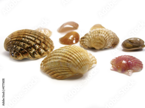 Várias conchas marinhas