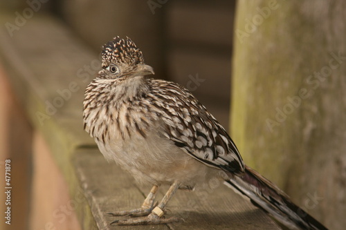 neugierde