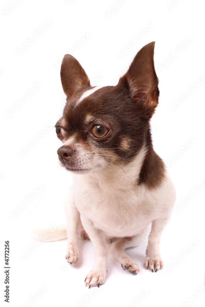 chihuahua chihuahua