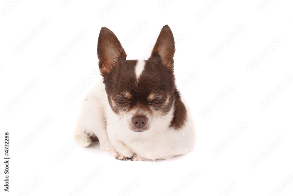chihuahua chihuahua