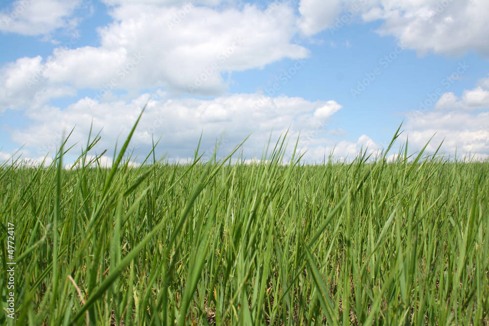 Spring field