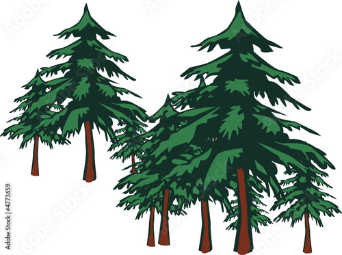 Forêt de sapin 