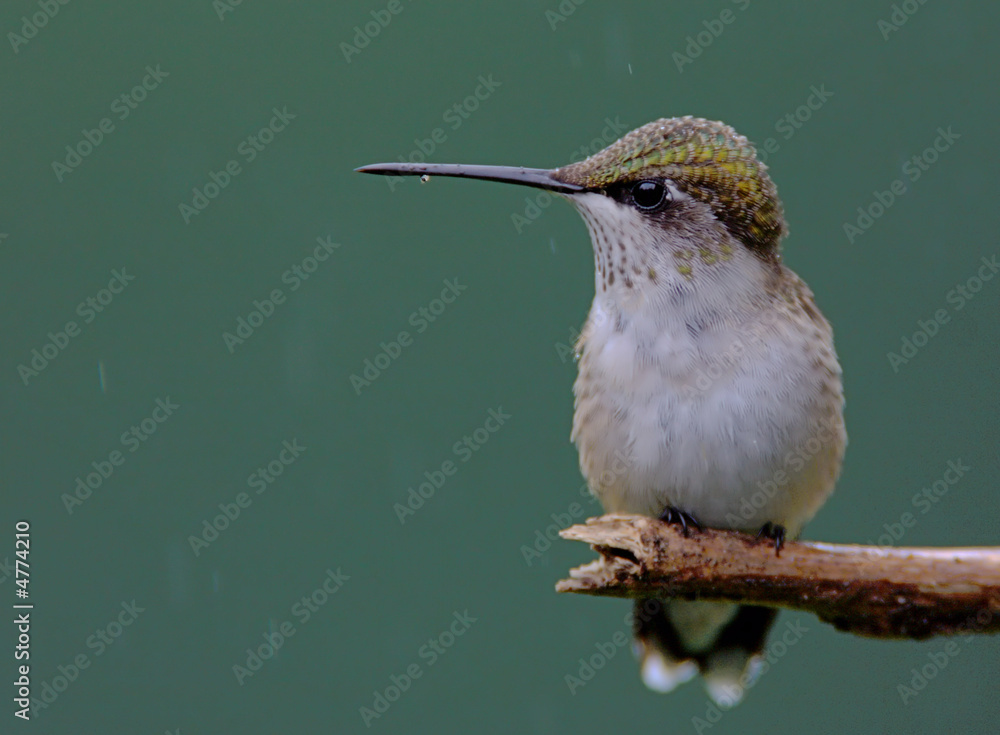 Obraz premium Hummingbird with Rain Drops