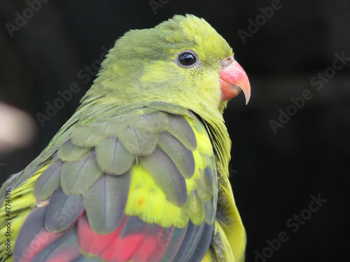 regent parrot