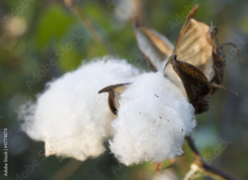 cotton