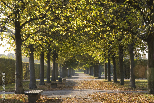 Allee in den Herrenhäuser Gärten