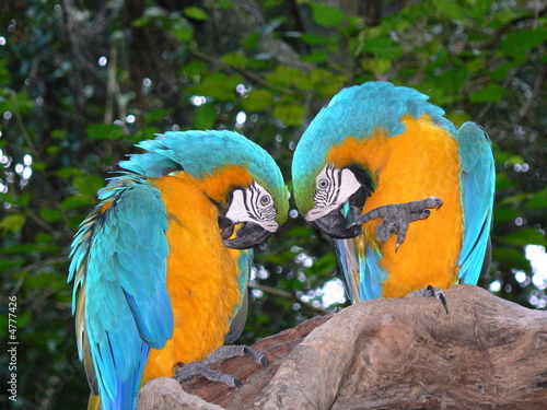 Love birds