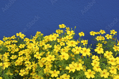 Blue a yellow