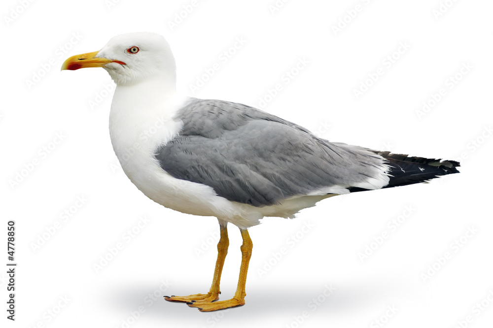 Fototapeta premium Seagull