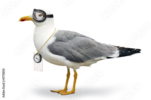 Tela Venturesome seagull