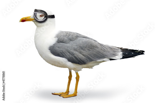 Venturesome seagull