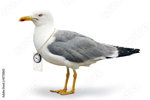 Venturesome seagull