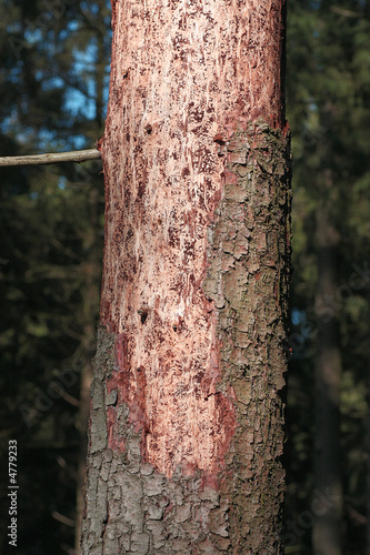 Waldsterben
