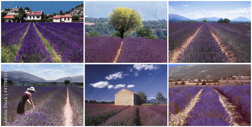 Fototapeta premium collage lavender