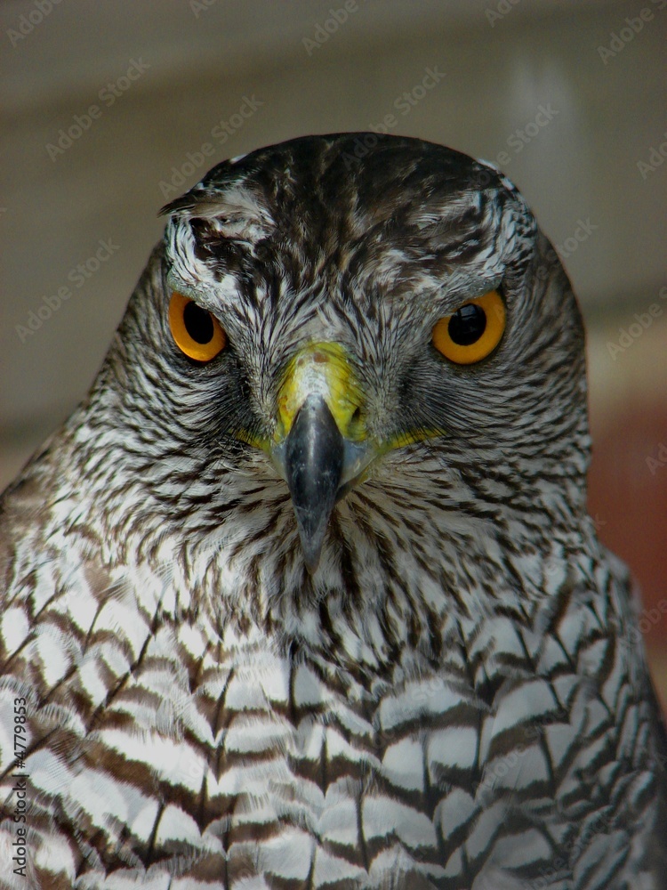 Goshawk Goshawk