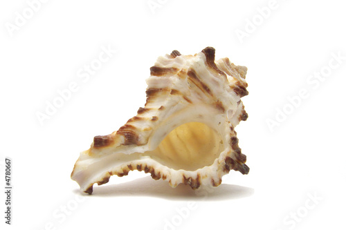 Shell with ship
