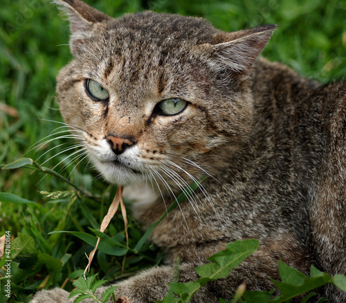 cat melancholy