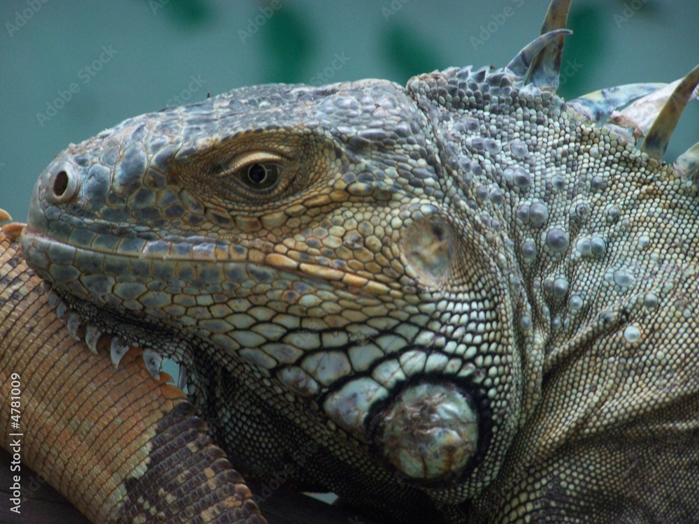 Fototapeta premium reptile