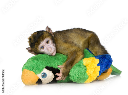 baby Barbary Macaque - Macaca sylvanus photo