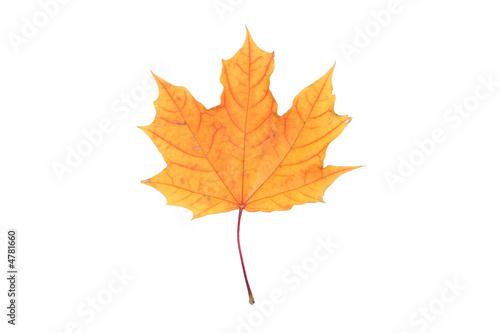 isolated yellow leaf