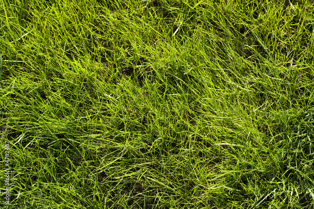Green lawn pattern Green lawn pattern