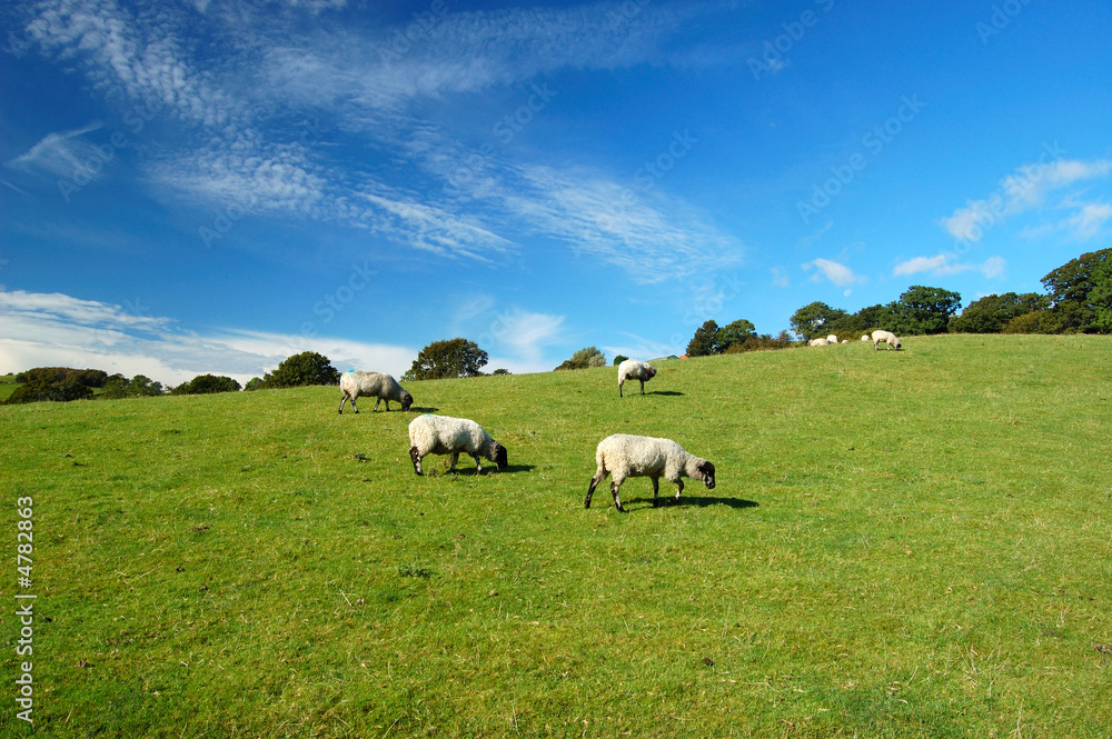 Sheep on North Yorkshire Moors hillside