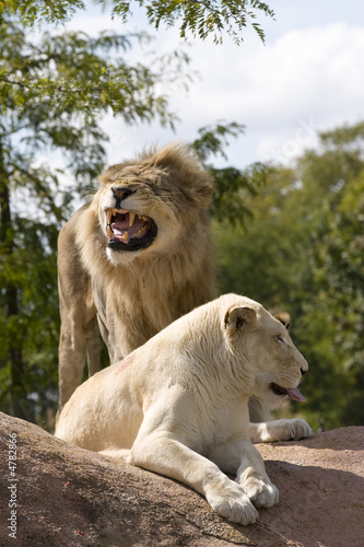 Fototapeta Naklejka Na Ścianę i Meble -  Two Lions