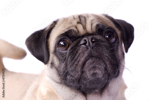 curly tailed pug dog