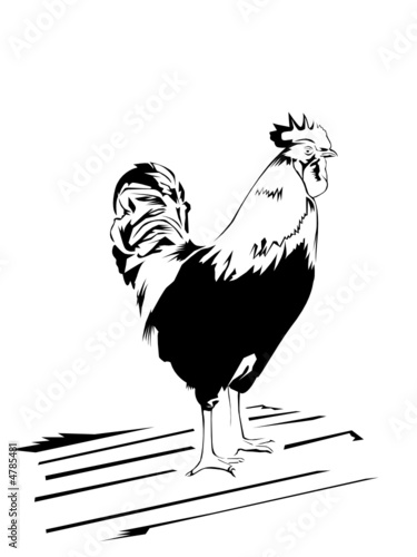cock
