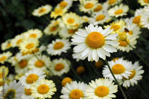 marguerites